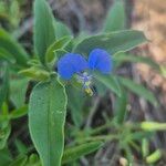 Commelina imberbis 葉