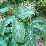 Passiflora edulis Liść