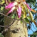 Ceiba speciosa Kukka