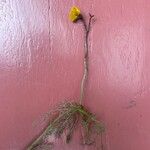 Utricularia vulgaris Floare