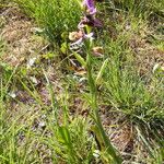 Ophrys fuciflora മറ്റ്