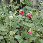 Potentilla nepalensis عادت