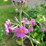 Primula bulleyana 花