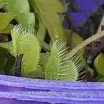 Dionaea muscipula Folla