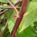 Neillia affinis Écorce