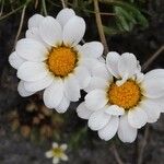 Leucanthemopsis alpina Flower