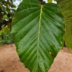 Dipterocarpus obtusifolius Leaf