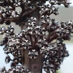 Dracophyllum verticillatum ഫലം
