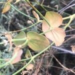 Euphorbia serrata Leaf