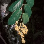 Banara guianensis Flower