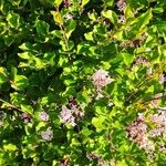 Syringa pubescens Flower