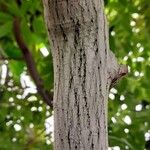 Swietenia mahagoni Кара