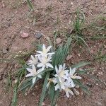 Leucocrinum montanum Flower