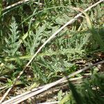 Pedicularis comosa Blad