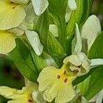 Dactylorhiza insularis Flower