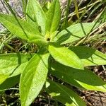 Centaurea graminifolia Blatt