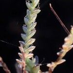 Cyperus procerus Flower