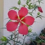 Hibiscus palustris Flower