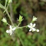 Saxifraga hirsuta Flor