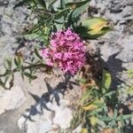 Valeriana lecoqiiFlower