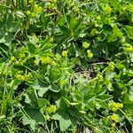 Alchemilla monticola Plante entière