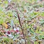 Ptilagrostis yadongensis Flower