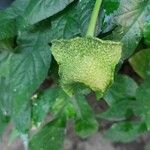 Dorstenia contrajerva 果實