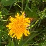 Taraxacum cucullatiforme Fula