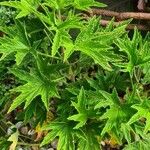 Pelargonium citronellum Blad