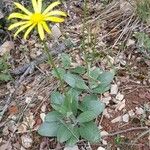 Senecio provincialis Habit