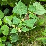 Viola striata Flor