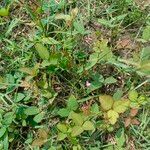 Desmodium scorpiurus Folha