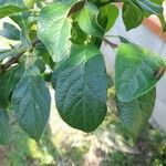 Prunus domestica Hoja