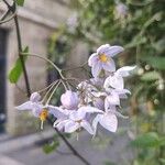 Solanum bonariense Flower