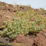 Gymnocarpos sclerocephalus Habit