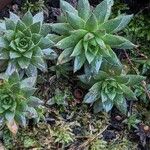 Sempervivum globiferum Habit