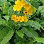 Tecoma stans Flower