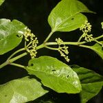 Cissus verticillata Ліст