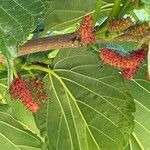 Morus indica Fruto