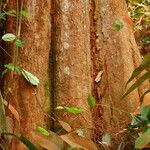 Irvingia excelsa چھال
