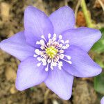 Anemone hepaticaFlower