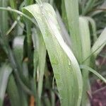 Tradescantia virginiana Hoja