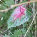 Caladium bicolor Leaf