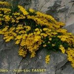 Cytisus ardoinoi Habit