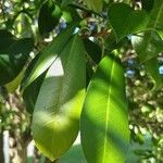 Photinia serratifolia Leaf