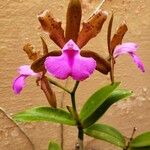 Cattleya bicolor Virág