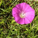 Ipomoea capillacea Flor