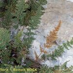 Hemionitis persica Habitat