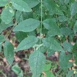 Zanthoxylum americanum Ліст