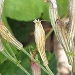 Silene schafta Fruit